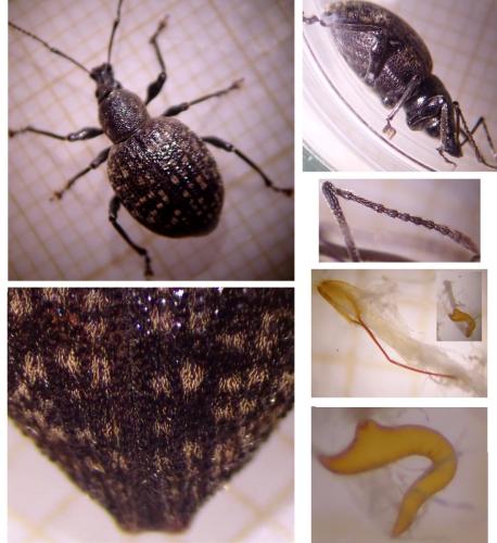 Réf. 324 562 : Otiorhynchus pseudonothus